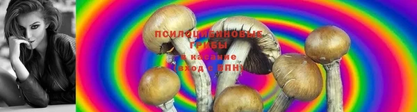 стафф Бородино